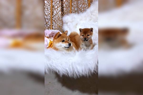 蘑菇视频官网 - 萌宠日常分享